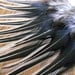 Hair or Craft Feathers, Black Laced White Rooster Feathers Qty12