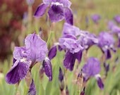 Purple Irises 8x10 Fine Art Photography Flower Spring May Purple Impressionist Shabby Chic Vintage Home Decor Wall Art