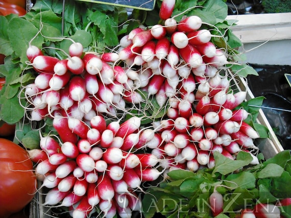 Radishes - Paris farmer's market - 4 x 6 color print