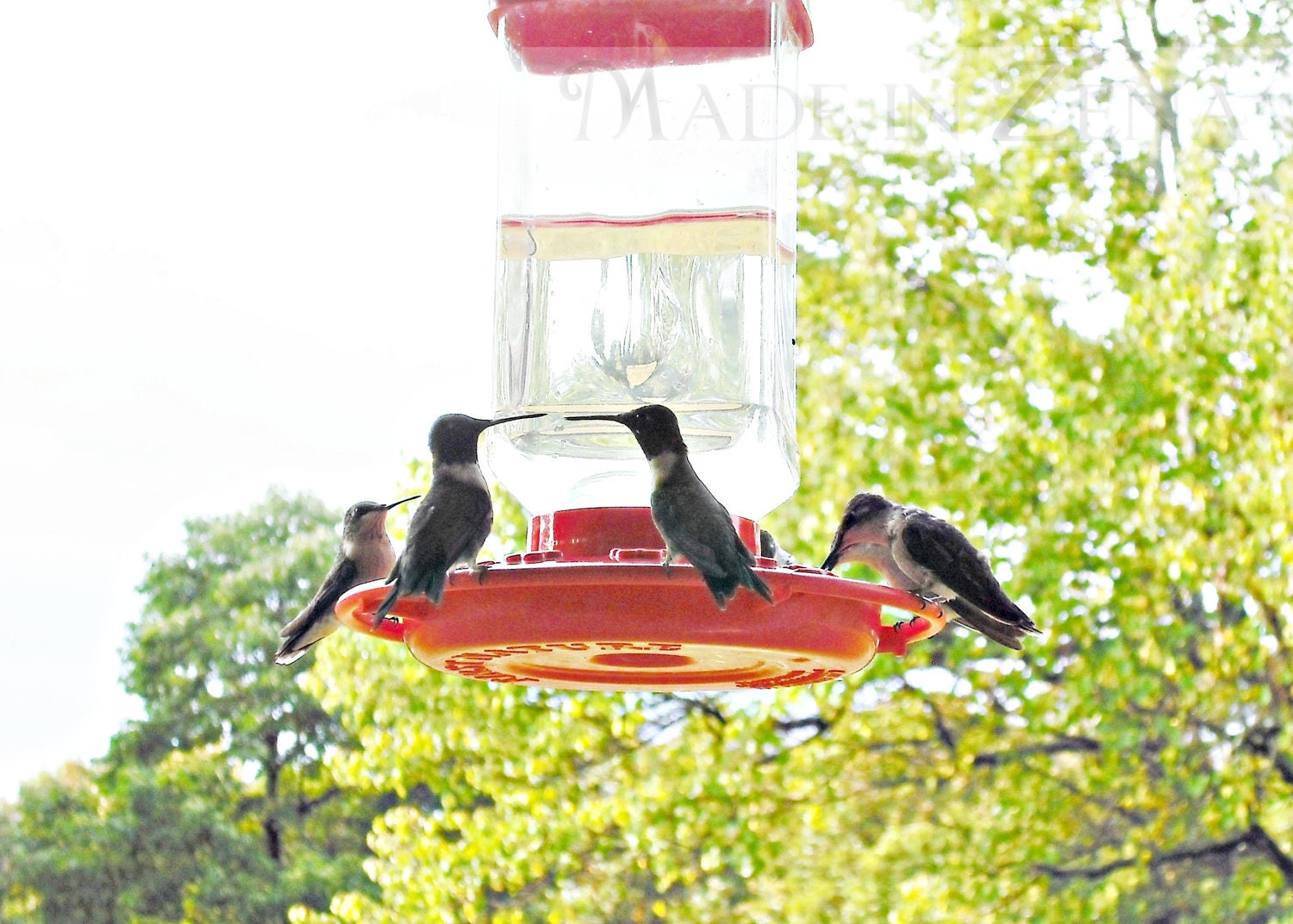 Hummingbird gossip - Did you hear about Amy - 4 x 6 color print