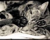 TABBY CAT - Photo Print - Talk to the Paw