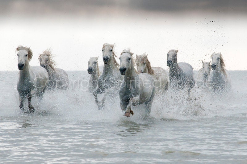 Equine Photography - HORSES of the CAMARGUE - SUNRAYS - Edition Print.