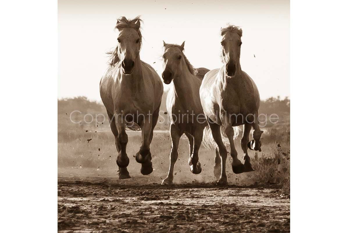 HORSES of the CAMARGUE - SUNDOWN - Edition Print
