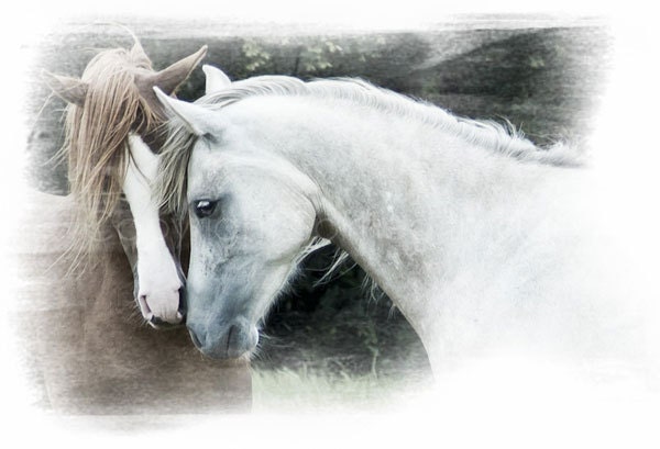 HORSE PHOTO - GENTLE, Arabian Horses