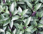 Basil - Thai Herb - Heirloom - Organic - 50 Seeds