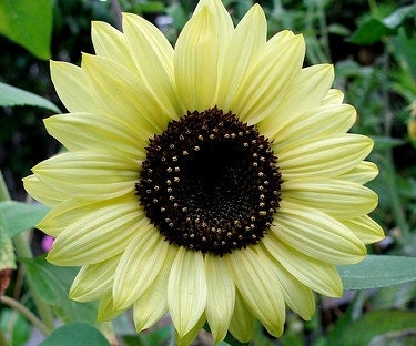 Sunflower - Lemon Queen - Heirloom  Beautiful, Award winning ,  20 Seeds no gmo