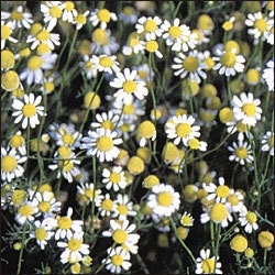 Chamomile - German Herb - Heirloom - 50 Seeds