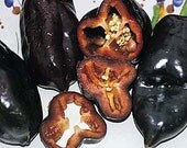 Pepper - Bell Sweet Chocolate - Heirloom - 25 Seeds
