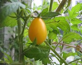 Tomato - Yellow Pear - Heirloom -  Organic - 30 Seeds