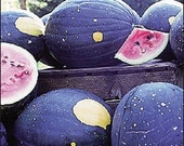 Watermelon - Moon & Stars - Heirloom - 25 Seeds