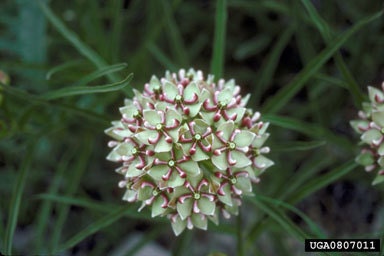 Milkweed -  Heirloom -20 Seeds -  Butterfly plant -   Save the Monarchs Plant Milkweed