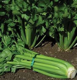 Celery Tall Utah