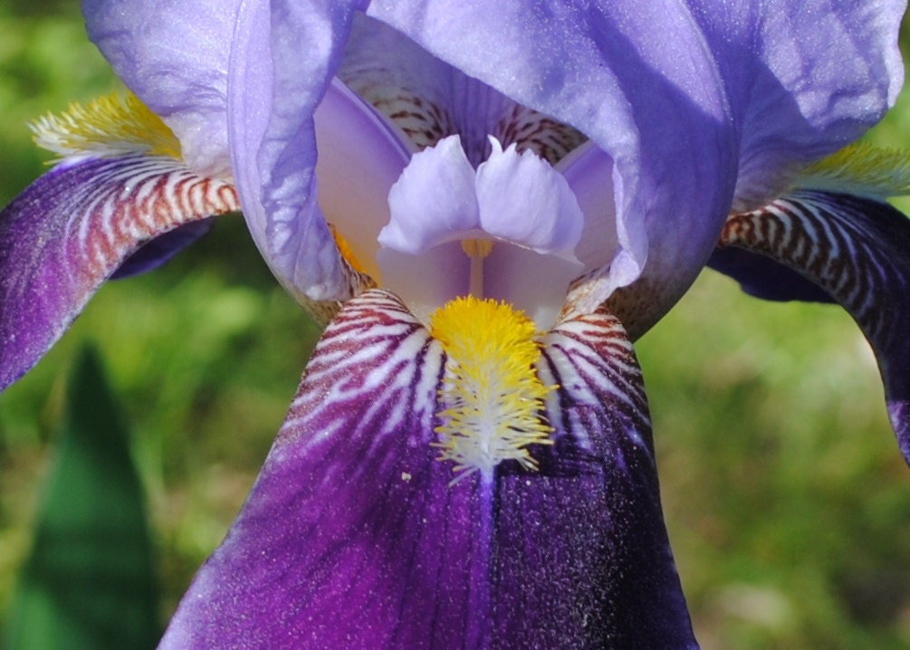 Royal Purple Iris Flower - Fine Art Photo Print 5 X 7 Inside a Grand Iris  by VictoriaAnnePhotoArt on Etsy