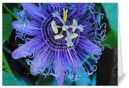 Passion Flower Cards - Fine Art Photo Print 3 X 5  by VictoriaAnnePhotoArt on Etsy