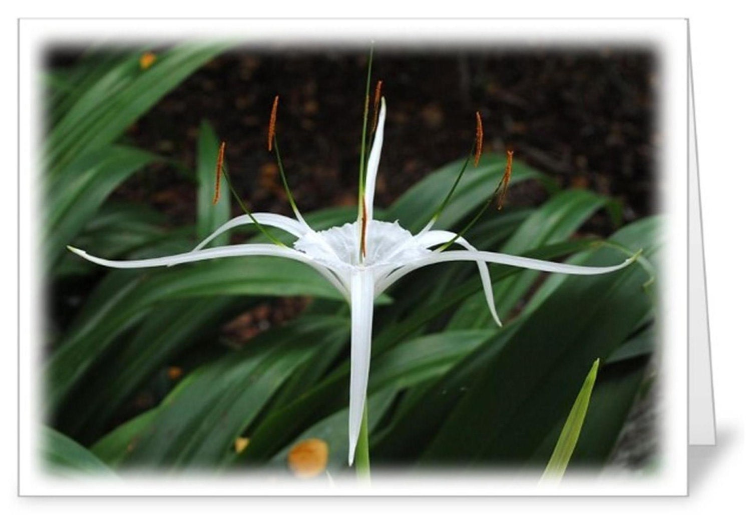 5 X 7 white Cahaba Lily Cards, Set of five