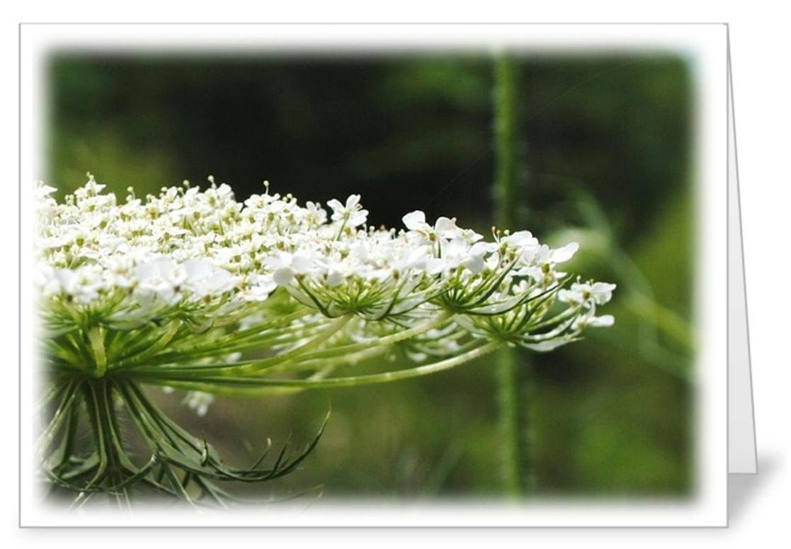 Queen Anne's Lace, 5 X 7 cards, soft edge, set of five