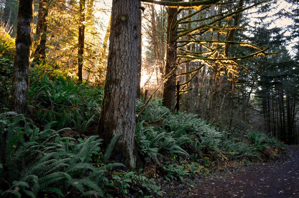 Woods - an 8x12 print