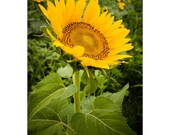 Photograph - The King - 11x14