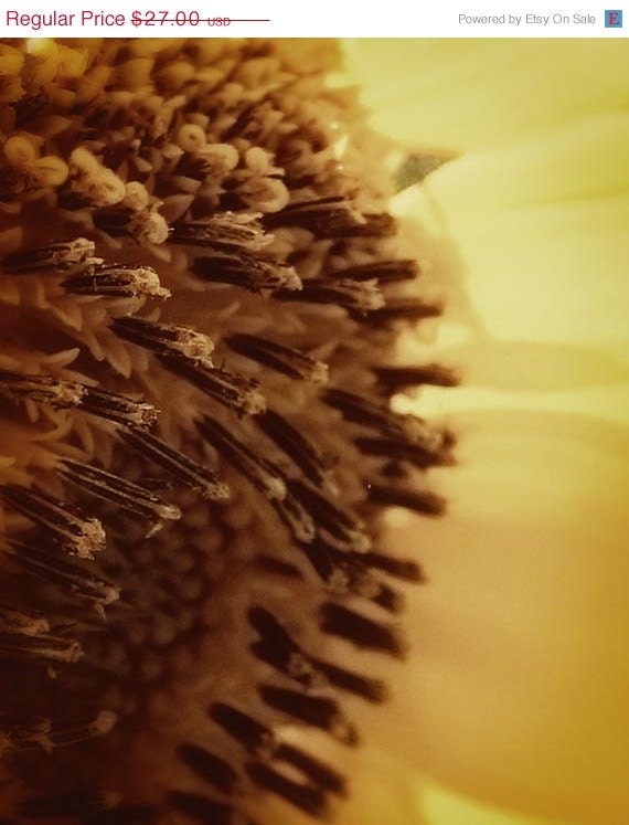 Sale Photo sunflower in yellow, brown, cream, petals autumn fall home decor 8x10 - RiskLoveFreedom