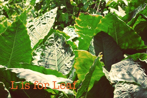 Children nursery photo Spring green, orange, leaves kids art alphabet print, 8x12 Fine Art Photo