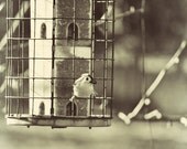 Photo bird and feeder, black white sepia pale beige bird with seed, bird lovers 8x10 fine art photograph, Feeding Time