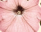 Pink photo childrens nursery art alphabet print pink brown white green macro flower 8x10 Fine Art Photo, P is for Pink