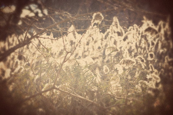 Photo brown gold cream beige summer grass field scene, 8x10 fine art photograph, Hazy Summer Sunlight in the Grass