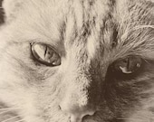 Cat photo black and white, silver tone, close up whiskers and serious cat face 8x12 Fine Art Photo, A Serious Cat