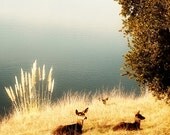 Fine art photo golden, yellow, orange, blue and green deer herd in a field, Fine Art 8x10 Photo
