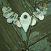 Sibyla -white tribal belly dance talhakimt pendent