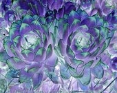 Surreal Floral Print 8x10 Altered Art Flower Photo Purple Hens & Chicks Garden Photography by K. Graham Green Teal Lavender