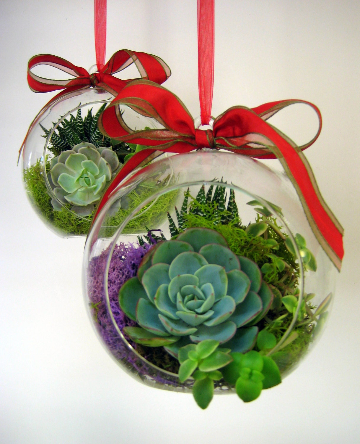 Succulent Orb Terrarium