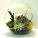 Modern Succulent Terrarium