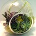 Modern Succulent Terrarium