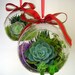Succulent Orb Terrarium