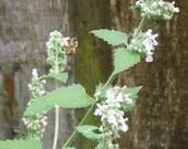 Catnip Seeds