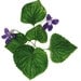 Violet note cards - common blue violet in watercolor, painted outdoors on location