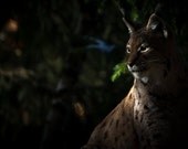 Lynx - Photo Art Prints - Animal Art and Prints - Wildlife Photography - Nature Photos - Big Cats - Woodland Animal Art - Nature Wall Art