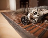 Cat - Photo Art Prints - Pet Photography - Kitty Cat - Whimsical Art - Fine Art Photography - Cute Animal Art - Nursery Wall Art