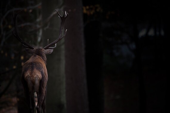 Deer Antler - Stag Deer - Photo Art Prints - Woodland Photo - Wild Animals - Nature Photos - Wildlife Photography - Fine Art Print