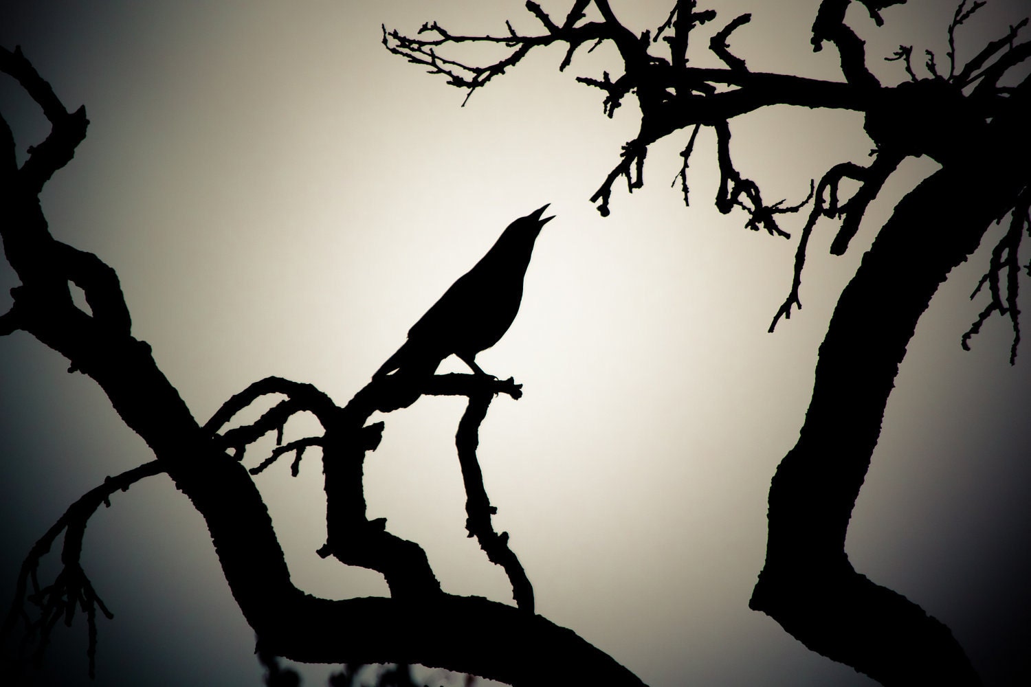 Blackbird singing in the dead of night- 8 x10 Photography Art Print Crow for Halloween