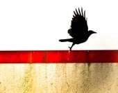 Taking Flight - Crow Photography 8 x 8