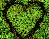 Moss Green Leaf Heart, Valentine, Nature Lover 8 x 8 Square Photography