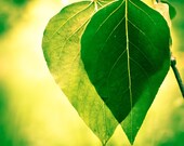 Green Leaves, 8 x 10 Photography