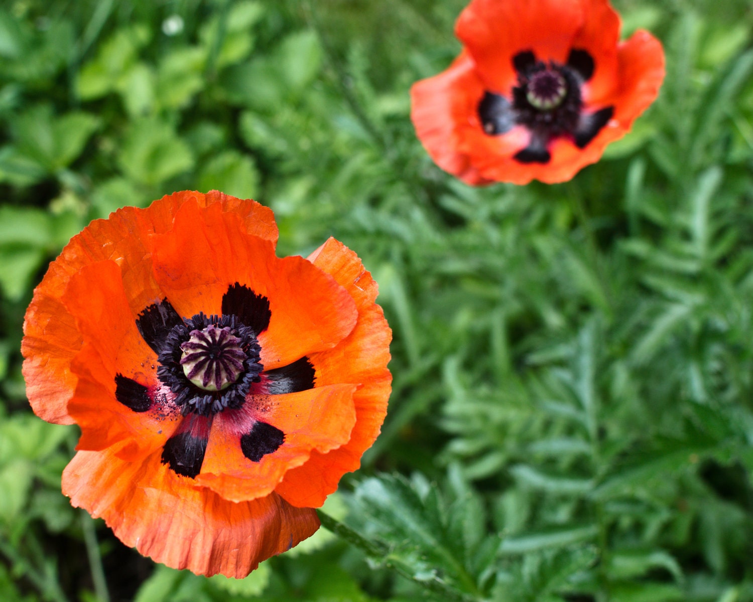 Red Poppies, 8 x 10 Photography