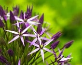 Purple Allium, Summer Flower