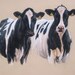 Beautiful cow print 'Curiosity' from an original pastel by Heather Irvine 12"x16" induvidually signed and mounted