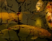 Koi Carp Photo - Fine Art Photography 8x10 - Nature Animals Surreal Dark Orange Gold - The Power of Myth