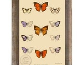 Antique Vintage Butterfly Digital Download Nature Natural History Print Orange Purple