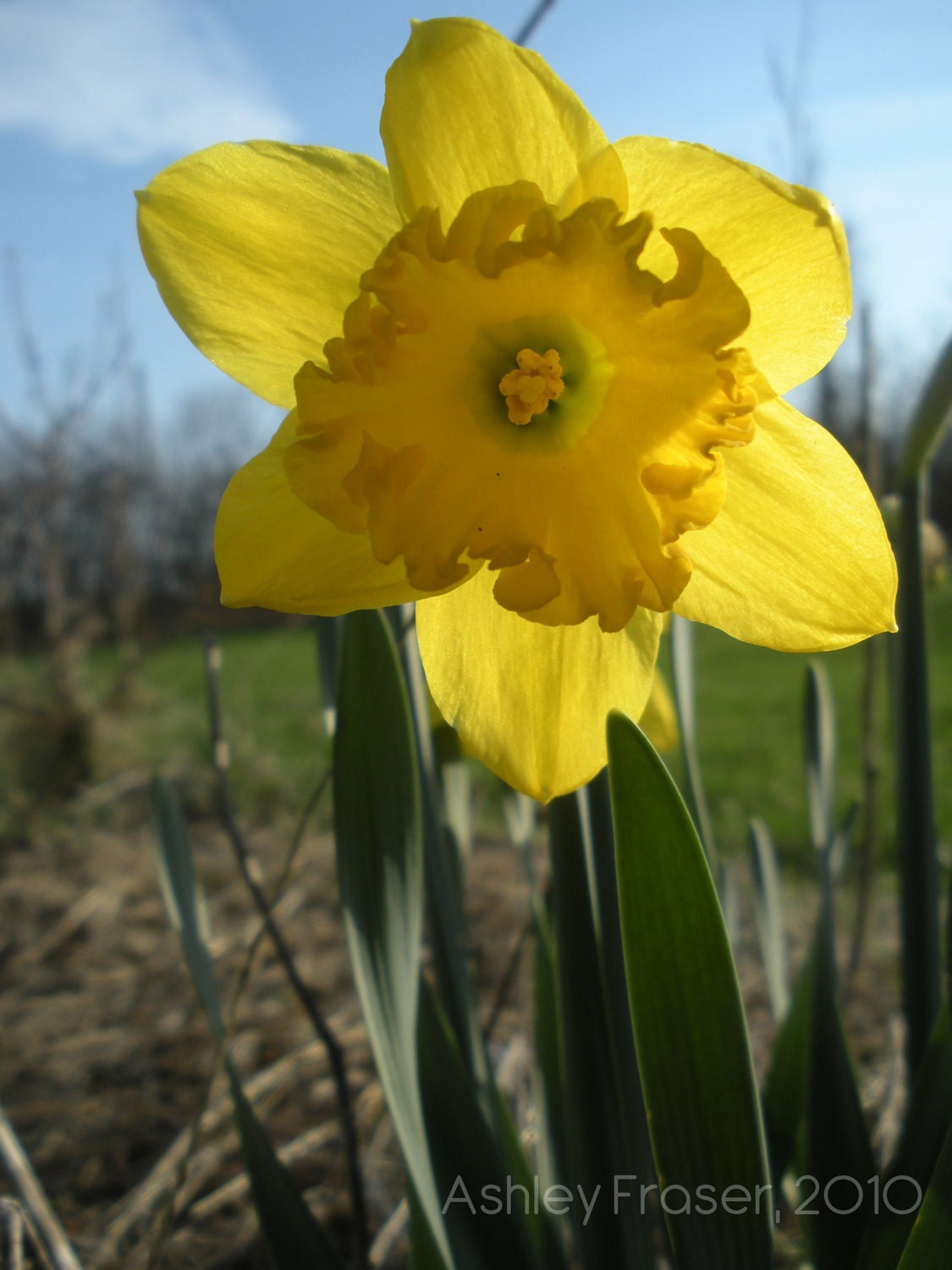 Sunshine Daffodil - 4x6 Print